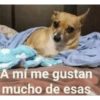 Animalitos memeando ✨ 18