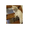 No c 12