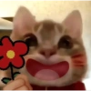Kucing LUCU BGT 9