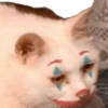 Gatos coringa 7