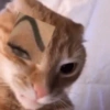 Gatinhos + reações 7