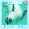 Foca adorável 🦭 11