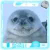 Foca adorável 🦭 13