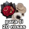 geysioy para ti 20 rosas