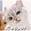 Gatitos tiernos✨ 7