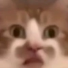 Kucing LUCU BGT 13