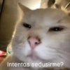 Gatitos Memes😺✨💕17 10