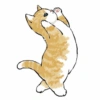Abel's cat 1 11