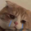Kucing LUCU BGT 5