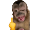 Macacos engraçados  6