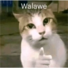 Wkwk 24
