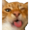 Gatos reaccion meme 🙈 9