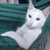 Gatinhos + reações 29