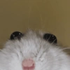 Jojo 7