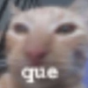 Kucing LUCU BGT 19