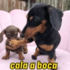 CACHORRO SALSICHA  12