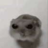 Tiktok Memes 7