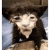Kucing anomali 11