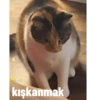 Kedi 5