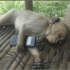 Macaquinhos 🙈 9