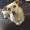Cachorro meme 5