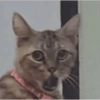 Gatos 8