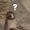 Monkys  8