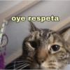 Gatitos Memes😺✨💕17 14