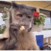 Macacos engraçados  12