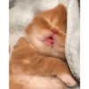 Cat🧚🧚 6