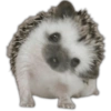 geysioy