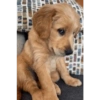 Perritos 🥰 6