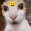 Kucing meme 8