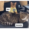Kedi 6