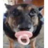 Reacciones mascotas 9