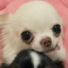 PERRITOS CURA DEPRESIÓN🐶💕😎 8