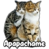 Apapachame