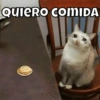 Michis🐱 11