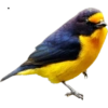 Qualquer um 10
