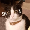 Gatitos Memes😺✨💕17 5