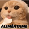 Gatitos tiernos✨ 16