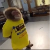 Macaquinhos 🙈 8