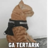 Meme bakekok cukurukuk 9