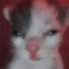 Shitpost 8