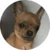 Memes de animais 4 5