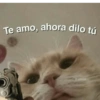 Animalitos memeando ✨ 5