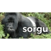sorgu