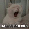 Dilo con Michis pt.6 🐱🤎 10