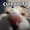 Michis🐱 12