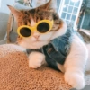 Conteúdo Aleatório De Gato 28